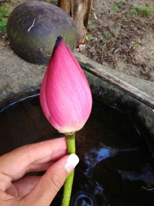 Photo of a girl's manicured hand, holding a lotus bud.