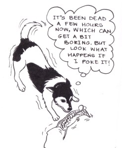 Drawing of a dog poking a dead rat with his nose and saying, "It's been dead for a few hours now, which can get a bit boring. But look what happens when I poke it!"