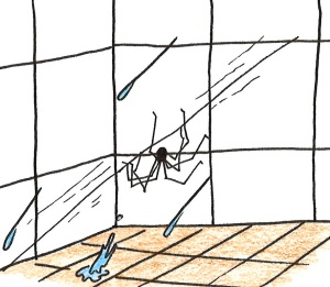 Cartoon of a daddy long legs spider hanging upside down on a thread in the shower.